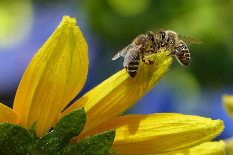 foto cortesía de : Foto de Pixabay: https://www.pexels.com/es-es/foto/abeja-bebiendo-nectar-de-flor-durante-el-dia-144252/