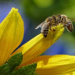 foto cortesía de : Foto de Pixabay: https://www.pexels.com/es-es/foto/abeja-bebiendo-nectar-de-flor-durante-el-dia-144252/